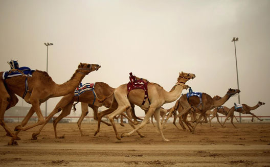 Al Jaith designs a 'FitBit' for camels