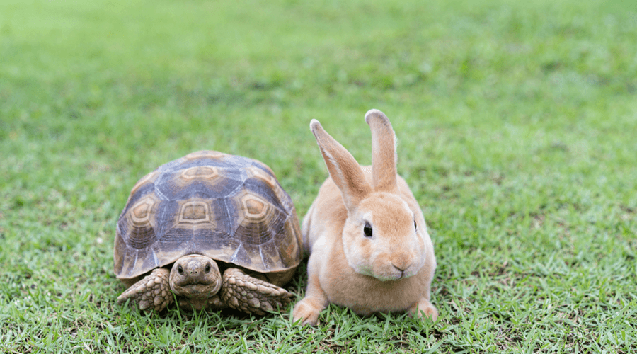 Teachers, technology and tortoises