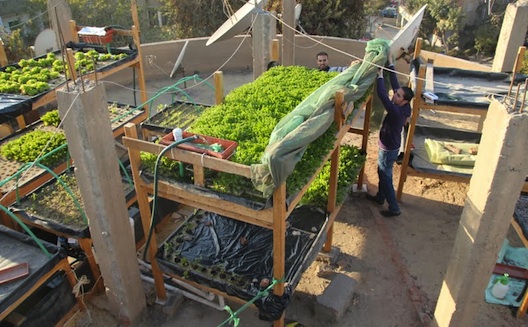 Schaduf Sows Sustainable Development with Rooftop Farming in Egypt